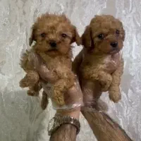 توی پودل اپریکات|سگ|رشت, گلسار|دیوار