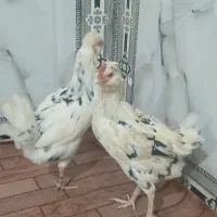 ۳ عدد مرغ گلین|حیوانات مزرعه|انبارآلوم, |دیوار