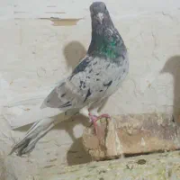 کفتر دم سفید روی تخم|پرنده|بردسکن, |دیوار