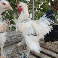 فروش دو عدد خروس چاق از نژاد برهما و سلطان