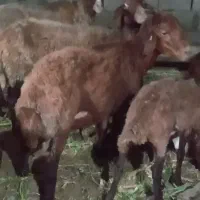 نر بره افشار یک ساله هترو
