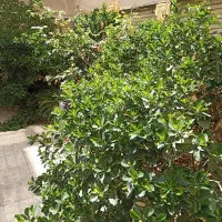 2-5-طبقه-دربستی