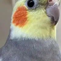 عروس هلندی سه ماه دستی