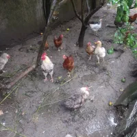 مرغ و خروس|حیوانات مزرعه|شیرود, |دیوار