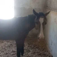 فروش کره اسب