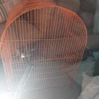 قفس مینا عروس کوتوله گیرینچیک
