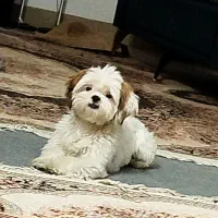 واگذاری سگ شیتزو تریر