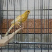 قناری رسمی بلند نر|پرنده|حمیدیه, |دیوار