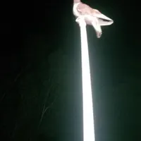 کفتر معاوضه با دوچرخه