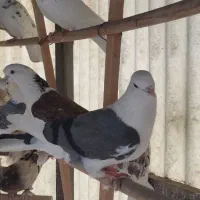 کفتر پرشی جنس