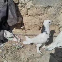 طوقی|پرنده|شیروان (خراسان), |دیوار