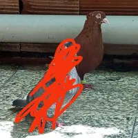 سرخ دم سفید نر