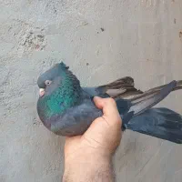 سبز دوخط ابادانی