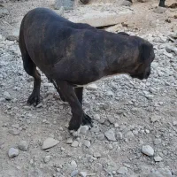 سگ پیتبول ماده|سگ|شیراز, شهرک والفجر|دیوار