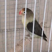 کوتوله برزیلی