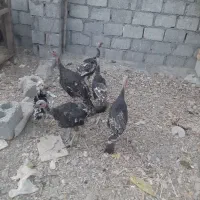 بوقلمون نژاد برنز