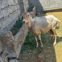 گوسفندجوان وگوشتی