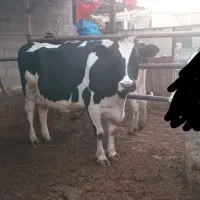 گاو گوساله تلیسه