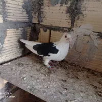 کفتر|پرنده|اسلامیه, |دیوار