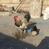 مرغ و خروس