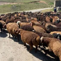 گوسفند تنظیم بازار ۱۰۰ درصد تضمینی زنده قلم ابی