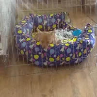 طوله سگ ۴ماهه اشپتز پامر