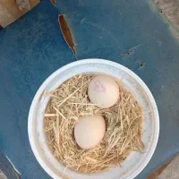 تخم مرغ لاری