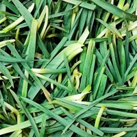 سبزیجات کوهی