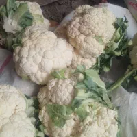 گل کلمی زیر قیمت بازار فقط ۲۵ تومن|گل و گیاه طبیعی|مشگین شهر, |دیوار