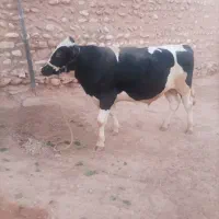 گوساله نر پروار ثابت