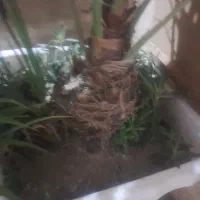 درخت نخل خرما|گل و گیاه طبیعی|تهران, آزادشهر|دیوار