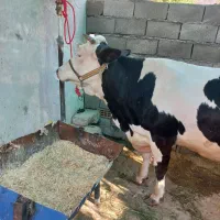 گاو سیمینتال ۹ ماه ابستن