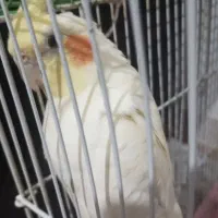 عروس هلندی سفید ماده