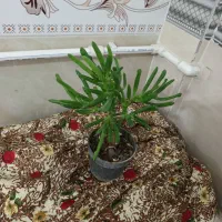 انواع گل ها