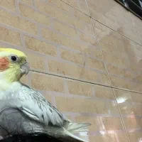 عروس هلندی