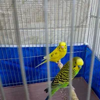 مرغ عشق|پرنده|اصفهان, مارچین|دیوار