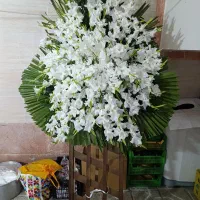 پایه گل|گل و گیاه طبیعی|مشهد, طبرسی شمالی|دیوار