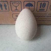 تخم بوقلمون نطفه دار محلی بزرگ و تازه