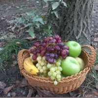 بافت انواع سبد|ظروف نگهدارنده، پلاستیکی، یک‌بارمصرف|خرم‌آباد, |دیوار