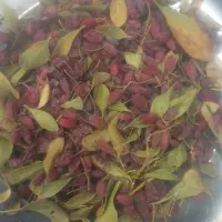 زرشک پفکی منطقه سده