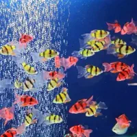 گوپی مولی آنجل کالر فایتر تایگر ماهی آکواریوم کرج