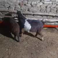 یک عدد بره ماده با یک عدد بوز جوان خوب