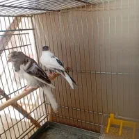 جفت سیاه سفید