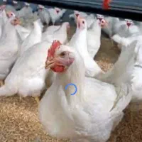 کارگر مرغداری
