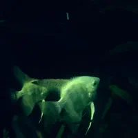 جفت آنجل بلو گاربین