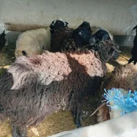 گوسفند شیشک|حیوانات مزرعه|قم, الغدیر|دیوار