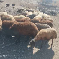 میش|حیوانات مزرعه|الشتر, |دیوار