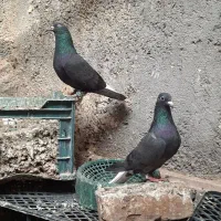 کبوتر دمسفید