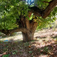 خریدار همه نوع چوب گردو چنار سیبدار