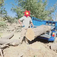 چووب چوب|خدمات باغبانی و درختکاری|قره چای, |دیوار